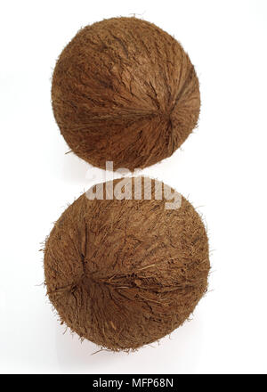 Kokosnuss, Cocos Nucifera, Früchte vor weißem Hintergrund Stockfoto