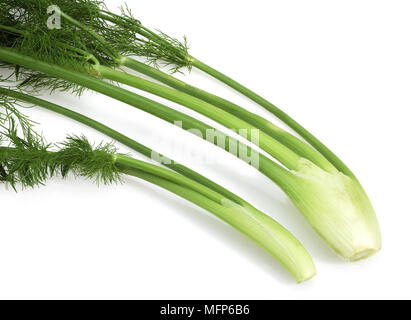 Wenig Fenchel, Foeniculum Vulgare, Gemüse vor weißem Hintergrund Stockfoto