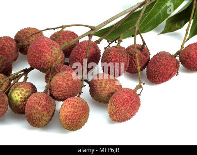 Litschi oder Litchee, Litchi Sinensis, exotische Früchte vor weißem Hintergrund Stockfoto