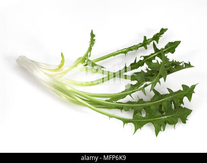 Löwenzahn, Taraxacum Officinale, Salat gegen weißer Hintergrund Stockfoto
