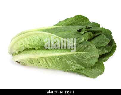 Romana Salat, Lactuca Sativa vor weißem Hintergrund Stockfoto