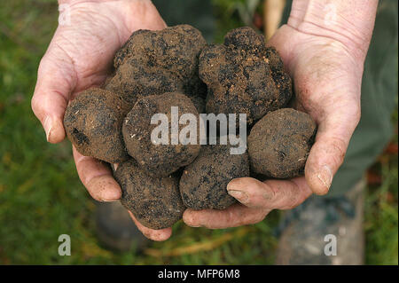 Perigord Trüffel, Tuber Melanosporum, Drome im Südosten von Frankreich Stockfoto