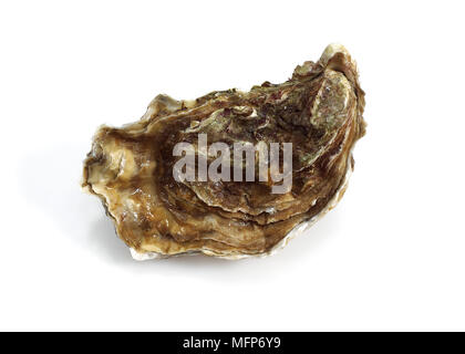 Französische Austern genannt Marennes d'Oleron, Ostrea Edulis, Meeresfrüchte vor weißem Hintergrund Stockfoto