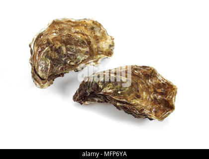 Französische Austern genannt Marennes d'Oleron, Ostrea Edulis, Meeresfrüchte vor weißem Hintergrund Stockfoto