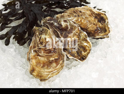 Französische Austern genannt Marennes d'Oleron, Ostrea Edulis Seafoods auf Eis Stockfoto