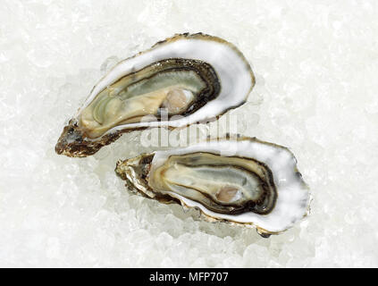 Französische Austern genannt Marennes d'Oleron, Ostrea Edulis Seafoods auf Eis Stockfoto