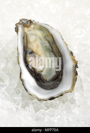 Französische Austern genannt Marennes d'Oleron, Ostrea Edulis Seafoods auf Eis Stockfoto