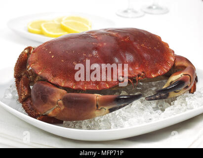 Essbare Krabbe, Krebs Pagurus, Krustentier in einem Teller mit Eis vor weißem Hintergrund Stockfoto