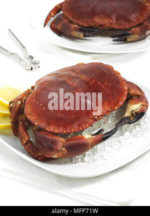 Essbare Krabbe, Krebs Pagurus, Krustentier in einem Teller mit Eis vor weißem Hintergrund Stockfoto