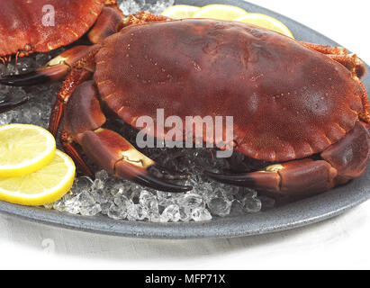Essbare Krabbe, Krebs Pagurus, Krustentier in einem Teller mit Eis vor weißem Hintergrund Stockfoto