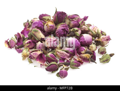 Rose, Rosa SP., trockene Rosebud vor weißem Hintergrund Stockfoto