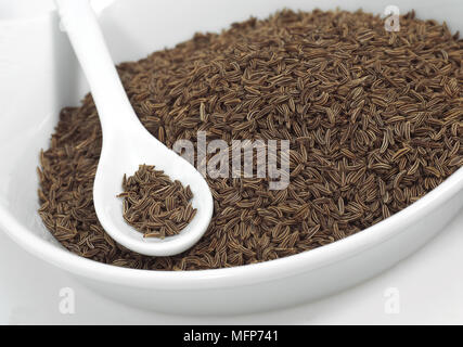 Kümmel, Carum Carvi, Samen gegen weißer Hintergrund Stockfoto