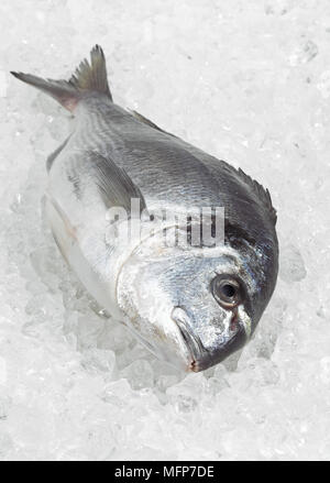 Aus Brassen, Sparus Auratus, Frischfisch auf Eis Stockfoto