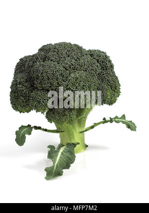 Brokkoli, Kohl, Brassica Oleracea, Gemüse vor weißem Hintergrund Stockfoto