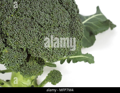 Brokkoli, Kohl, Brassica Oleracea, Gemüse vor weißem Hintergrund Stockfoto