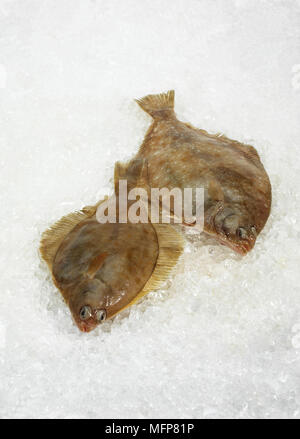 Frische Brill, Scophthalmus Rhombus auf Eis Stockfoto