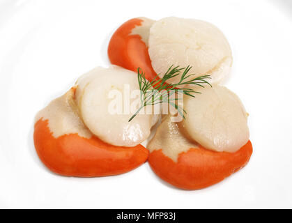 Frische Jakobsmuscheln und Dill, Pecten Maximus vor weißem Hintergrund Stockfoto