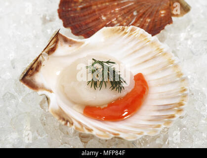 Frische Jakobsmuscheln und Dill, Pecten Maximus auf Eis Stockfoto