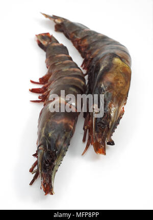 Frische mediterrane Praws oder Gambas auf weißen Hintergrund Stockfoto