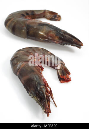 Frische mediterrane Praws oder Gambas auf weißen Hintergrund Stockfoto