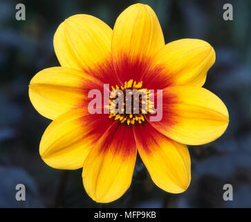Einzelne Blume Dahlie 'Mondfeuer', Nahaufnahme Hochformat. Stockfoto