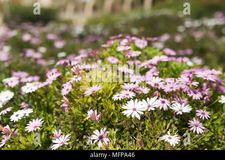 Flower Group Osteospermum ist eine Gattung, die dem Calenduleae Stamm gehört. In San Vicente Raspeig in Spanien geführt. Stockfoto