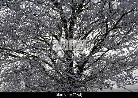 Baum, bedeckt mit Raureif in Dorset im Januar. Stockfoto