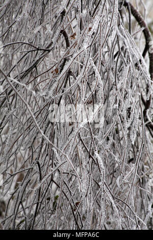 Zweige eines Baumes, beladen mit Raureif in Dorset im Januar. Stockfoto