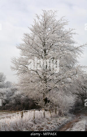 Von Bäumen und Hecken mit Raureif in Dorset im Januar fallen. Stockfoto