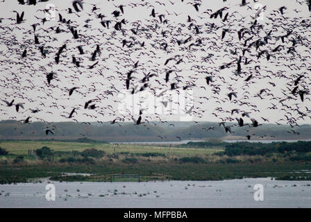 Tausende von rosa-Gänse (Anser brachyrhynchus) im Himmel in einem frühen Morgen fliegen am Loch der Strathbeg, RSPB Nature Reserve in der Nähe von Peterhead. Sie Stockfoto