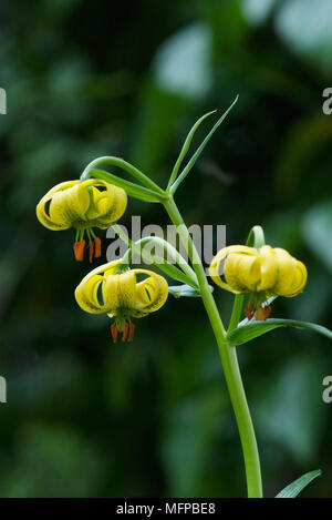 Gelbe turk's – Kappe Lilie (Lilium Pyrenaicum). Stockfoto