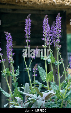 In der Nähe von hellen lila Blüte ÔBlue QueenÕ Salvia superba Pflanze und Vegetation. Stockfoto