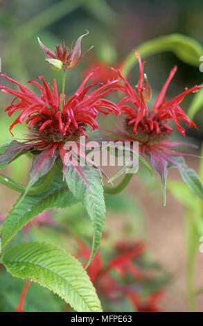 Nahaufnahme von Monarda Cambridge scarlet allgemein als Bergamotte bekannt Stockfoto