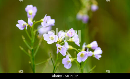 Kleine rosa Blumen Stockfoto