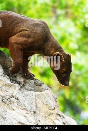 - Fossa Cryptoprocta Ferox Stockfoto