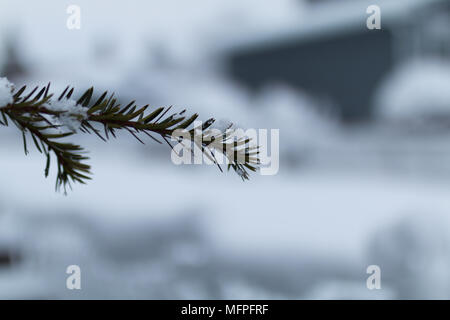 Kiefer in den Morgen mit Schneeflocken fallen nach einem Schneesturm in New York City Stockfoto