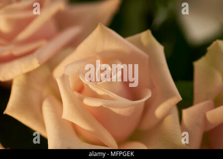 Elegante, weiche rosafarbene Rosen in Blüte mit üppig grünen Blättern Stockfoto