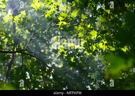 Der Lichtstrahl im Baum Blätter Hintergrund Stockfoto