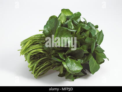 Brunnenkresse, Kapuzinerkresse Officinale, Salat gegen weißer Hintergrund Stockfoto