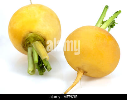 Golden Ball Rüben, Brassica Rapa, Gemüse vor weißem Hintergrund Stockfoto