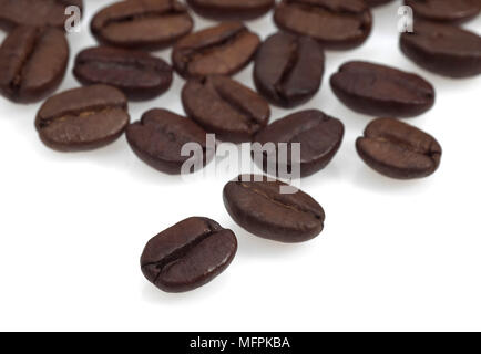 Kaffeebohnen, coffea arabica vor weißem Hintergrund Stockfoto