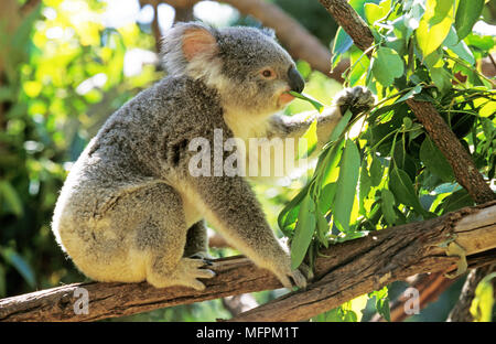 Koala, phascolarctos cinereus, Erwachsenen Eukalyptus Blätter Stockfoto