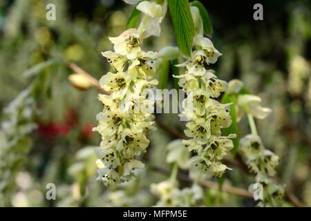 Corylopsis sinensis var sinensis Chinesischer winter Hazel Stockfoto