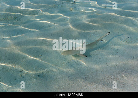 Baby Schwarzspitzen Riffhaie (Carcharhinus Melanopterus) im flachen Wasser auf den Malediven, Asien, Indischer Ozean. Leben im Meer, tropische Tiere auf lagoo Stockfoto