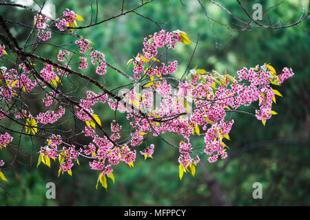 Himalaya Pink Wild Cherry in nationalen öffentlichen Park von Thailand Stockfoto