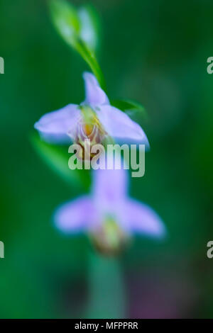 Ophrys apifera, in Europa bekannt als die Bienen-ragwurz, ist eine mehrjährige krautige Pflanze aus der Familie der Orchidaceae, Liendo Tal, Kantabrien, Spai Stockfoto