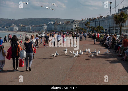 Silbermöwe Larus argentatus. Llandudno Promenade. Wales Stockfoto