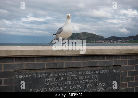 Silbermöwe Larus argentatus Alleinstehenden Llandudno, Promenade. Conwy, Wales Stockfoto