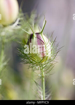 Nahaufnahme von Saatgut Köpfe auf Nigella Stockfoto