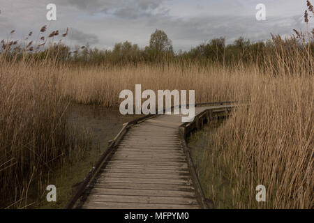 Conwy RSPB Reservat. Comwy. Wales Stockfoto